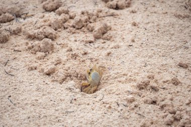 Beyaz Yengeç Daha Derin Delik Açmak İçin Kum Kazıyor