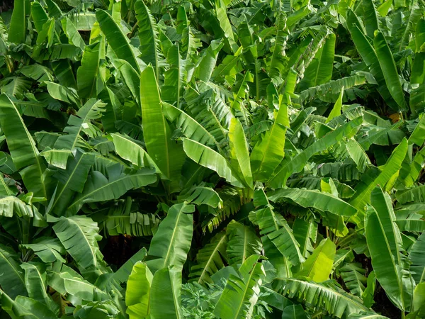 Lush Banana Crop มมองจากด านบน — ภาพถ่ายสต็อก