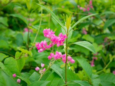 Coral Vine (Antigonon leptopus) genellikle Queen 's Wreath, Coralita, Cadena de Amor, Bee Bush olarak bilinir. Bahçedeki Pembe Çiçekler