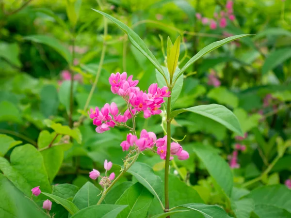 Coral Vine Antigonon Leptopus Genellikle Queen Wreath Coralita Cadena Amor — Stok fotoğraf