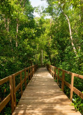 Güzel Sunny Mangrove Patikası