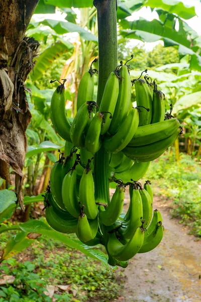 Banda Zielonych Bananów Wiszących Drzewie — Zdjęcie stockowe