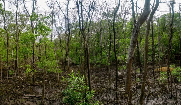 Árvores Crescendo Pântano Parque Nacional Old Point Mangrove San Andres — Fotografia de Stock