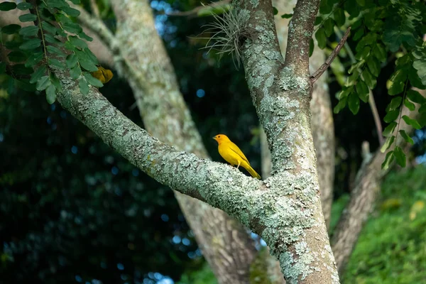 サフラン フィンチ シカリス フラベオラ 黄色い鳥が木の上にいます — ストック写真