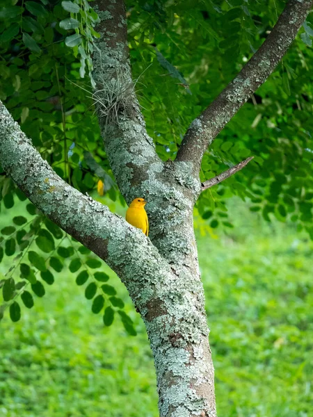 Saffron Finch Sicalis Flaveola Pássaro Amarelo Está Árvore — Fotografia de Stock