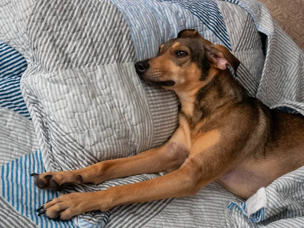 Üzgün Kahverengi Melez Köpek Yatakta Dinleniyor