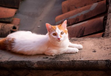 Beyaz ve Turuncu Kedi Damda Dinleniyor