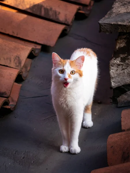 The White and Orange Cat Meowing on the Roof