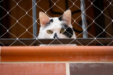 Evinin Çitleri ile çevrili Balkondan Bakan Meraklı Kedi