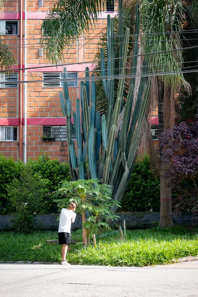 Homme Blanc Prenant Une Photo Grand Cactus Par Une Journée — Photo