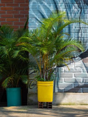 Güzel Altın Çubuk Palmiyesi (