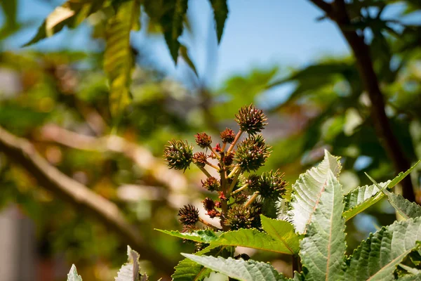 Castor Bean or Castor Oil Plant (Ricinus communis), Small Flowers in a Garden on a Sunny Day