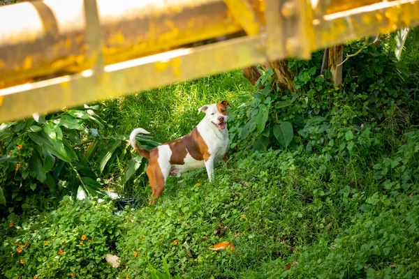 Witte Bruine Hond Staart Staande Groene Kruiden Onder Een Gele — Stockfoto