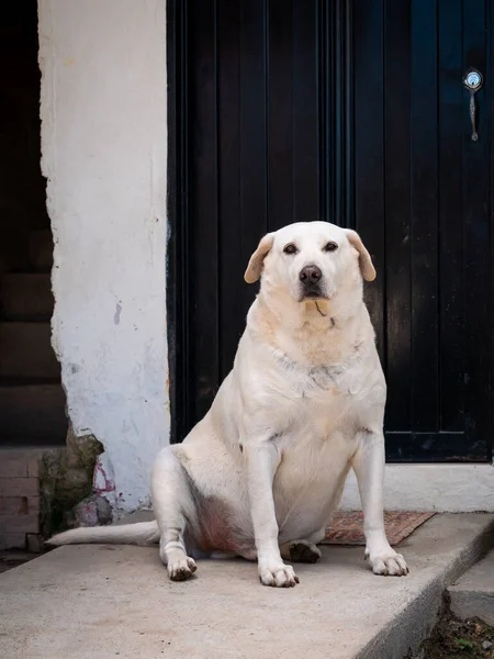 Old White Dog Stares on the Porch of a White House