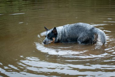 Eğer Kolombiya, Antioquia 'daki Lagoon, Doğa Rezervi 