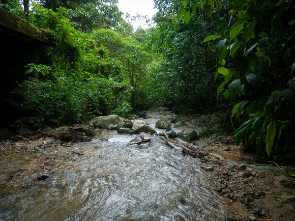 哥伦比亚安蒂奥基亚自然保护区靠近泻湖的瀑布岩石上的大量植被 — 图库照片