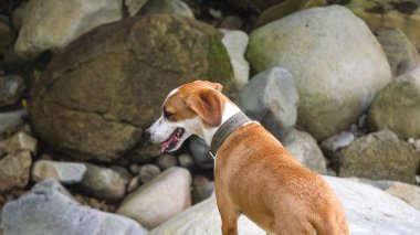 Kahverengi ve Beyaz Karışık Köpek Nehir kenarındaki Büyük Kaya 'da