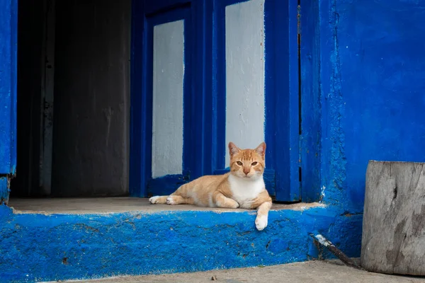 一只猫坐在他家蓝色大门的入口处 — 图库照片