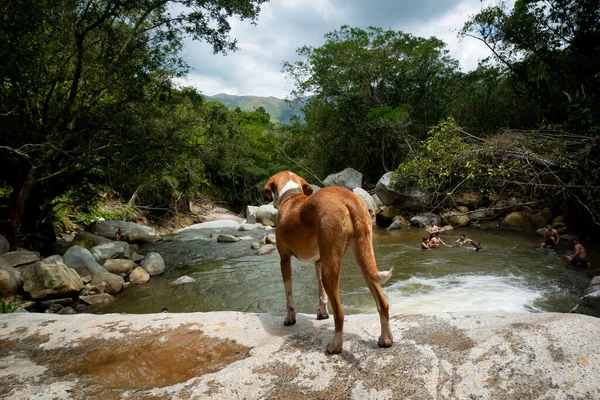 Cisneros Antioquia Kolumbia 2022 Február Vegyes Kutya Sziklák Körüli Folyóban — Stock Fotó