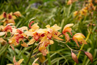 Yellow Flowers with Orange and Red (Cymbidium sinense) Moving in the Wind in the Garden