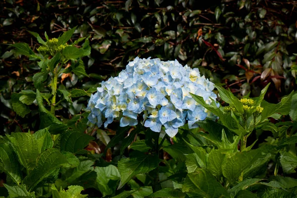 Blue Flower Known as Hortensia, Penny Mac or Bigleaf, French, Lacecap or Mophead Hydrangea,  (Hydrangea macrophylla) in a Garden on a Cloudy Day