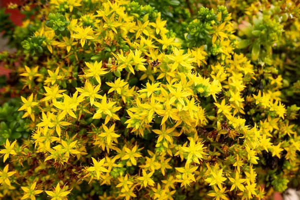 Žluté Květy Zahradě Známé Jako Goldmoss Stonecrop Mossy Stonecrop Goldmoss — Stock fotografie