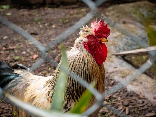 White Rooster Red Black Enclosed Wire Netting — Stockfoto