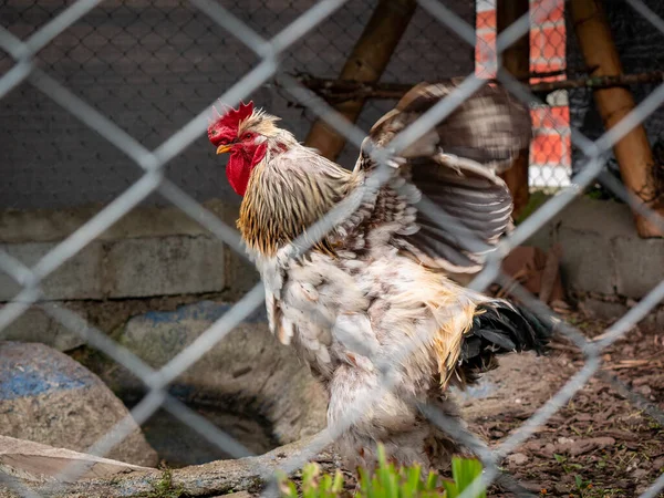 White Rooster Red Black Enclosed Wire Netting — Stockfoto