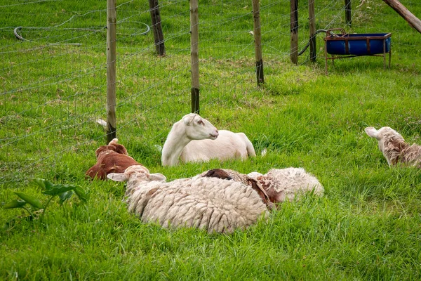 Few Sheep Rest Pasture Fenced Wire Mesh — Stock Fotó