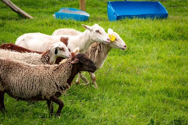 A Few Sheep of different Colors Walk in Pasture Fenced by Wire Mesh