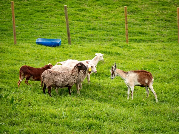 White Brown Goat Stands Front Group Sheep Pasture Filled Fence — Stock Fotó