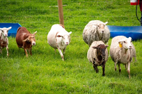A Few Sheep of different Colors Walk in Pasture Fenced by Wire Mesh