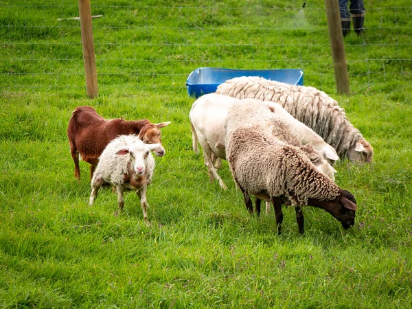 A Group of Sheep of different Colors Eat Grass inside a Wire Mesh Fence