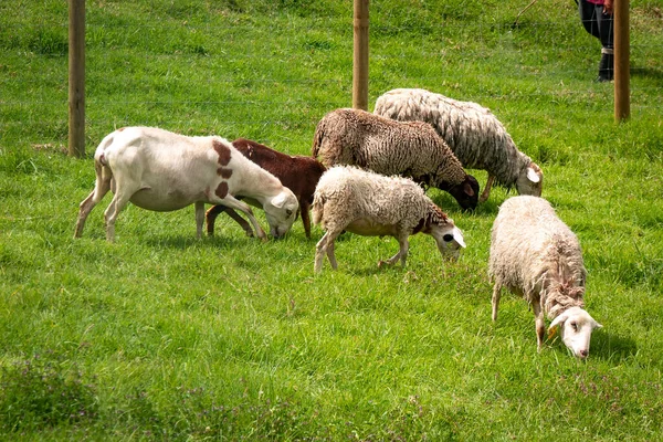 A Group of Sheep of different Colors Eat Grass inside a Wire Mesh Fence