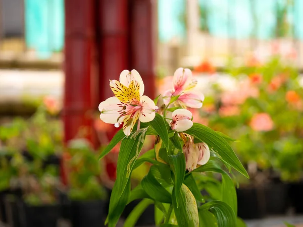 Flower Known Peruvian Lily Alstroemeria Aurea Alstroemeria Pulchella Garden — Stock Photo, Image