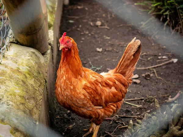 Braune Henne Sitzt Einem Drahtgeflecht — Stockfoto