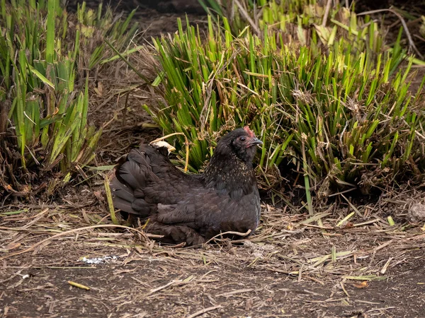 Black Hen Sitting Ground Caring Her Chickens Barnyard — Stockfoto