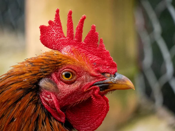 Red Brown Rooster Portrait Enclosed Wire Netting — Stockfoto