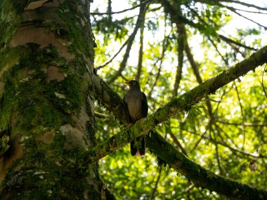 Bir Koyu Gri Kuş (Büyük Ardıç) Ağaca tünemiş, yiyecek arayışında