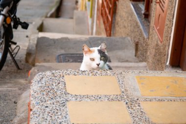 Yüzünde gri leke olan beyaz kedi Sokakta bir tribünün arkasında saklanıyor
