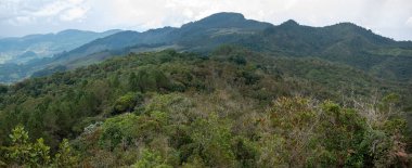 Ağaçlarla ve bitkilerle dolu Yeşil Dağlar Gökten gelen sislerin ortasında