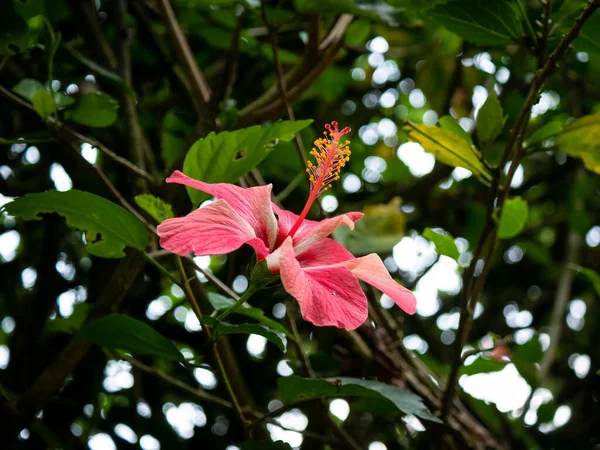 Čínský Ibišek Známý Jako China Rose Hawaiian Hibiscus Rose Mallow — Stock fotografie