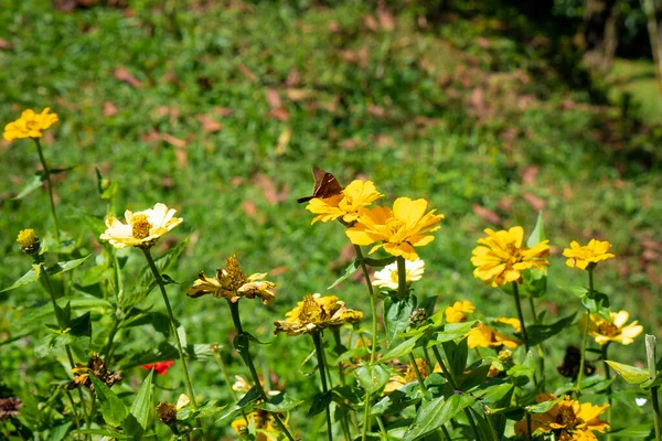 Fiori Gialli Con Insetto Cima Giardino — Foto Stock