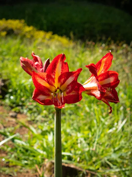 Lys Rouge Hippeastrum Dans Jardin Par Une Journée Ensoleillée — Photo