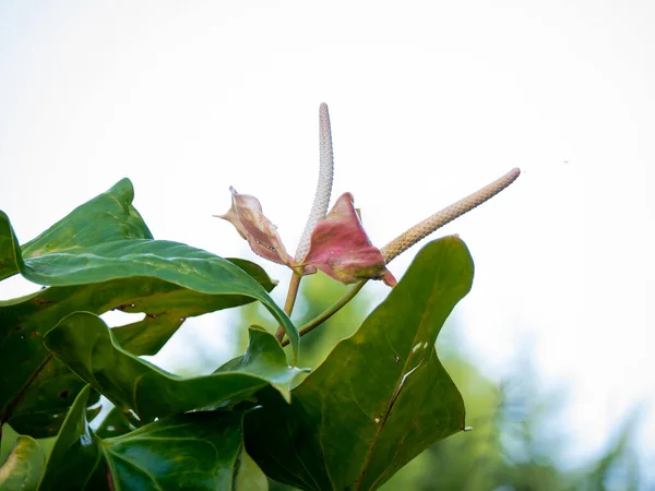 Une Fleur Rose Connue Sous Nom Flamingo Flower Tailflower Painter — Photo