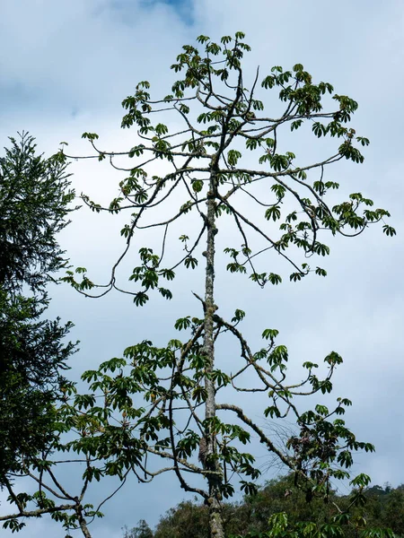 Big Trees Common Names Include Trumpet Tree Pop Gun Tree —  Fotos de Stock