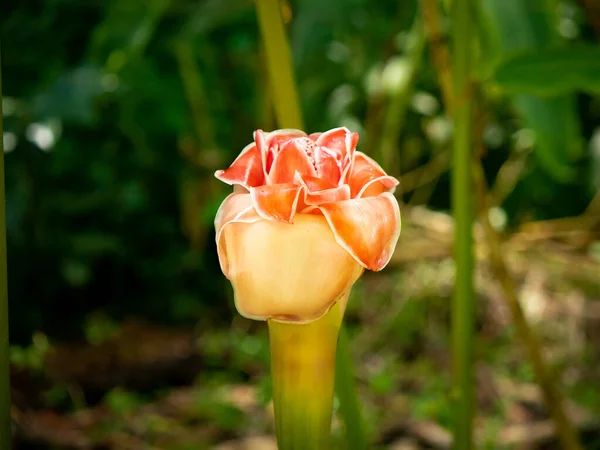 Ροζ Λουλούδι Γνωστό Πυρσός Τζίντζερ Κόκκινο Τζίντζερ Κρίνος Wild Ginger — Φωτογραφία Αρχείου