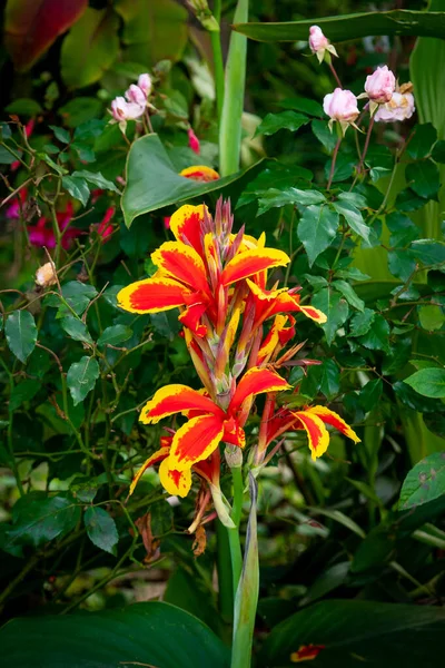 Flor Roja Amarilla Conocida Como Indian Shot Canna Indica African —  Fotos de Stock