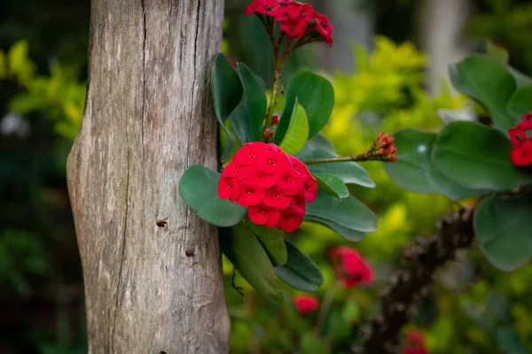 Red Branch of Flowers Knows as Crown of Thorns, Christ Plant, or Christ Thorn (Euphorbia milii) in the Garden