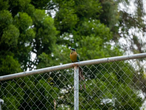 曇りの日に木に囲まれた金属製の柵の上に立つモット モモモトー 緑の鳥 — ストック写真